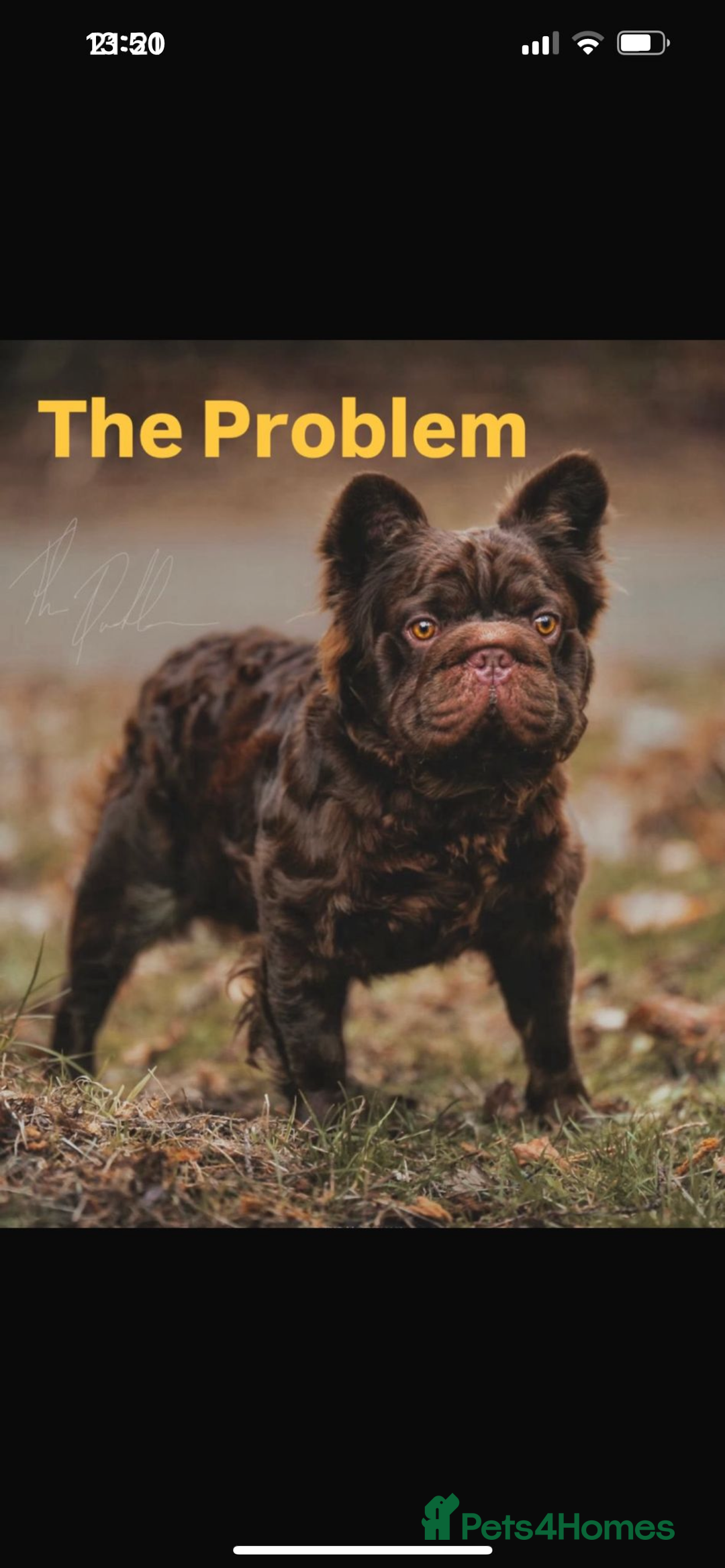 French Bulldog dogs for sale: Fluffy carriers - Image 1