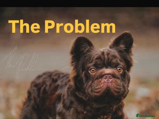 French Bulldog dogs - Advert 25
