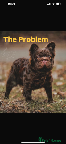 French Bulldog dogs - Advert 2