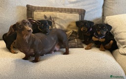 Mixed Breed dogs for sale: Stunning daxijacks ready now  - Image 18