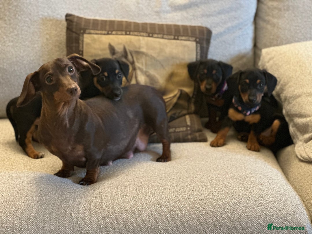 Mixed Breed dogs for sale: Stunning daxijacks ready now  - Image 18