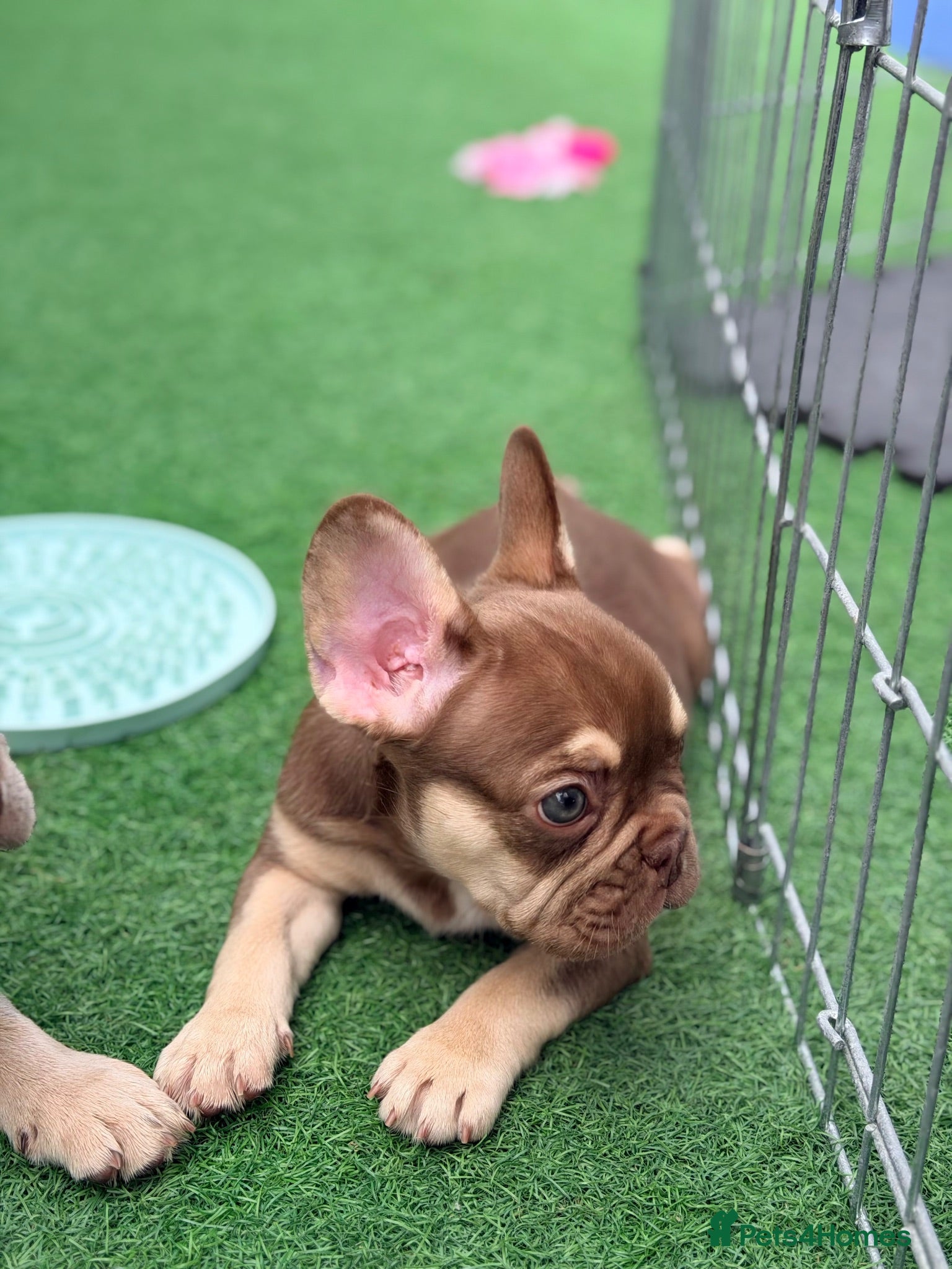 French Bulldog dogs KC French bulldog puppies highly healthed parents - Advert 1