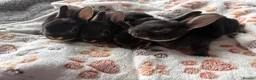 Rex rabbits for sale: Black Otter Mini Rex Bunnies  - Advert 3