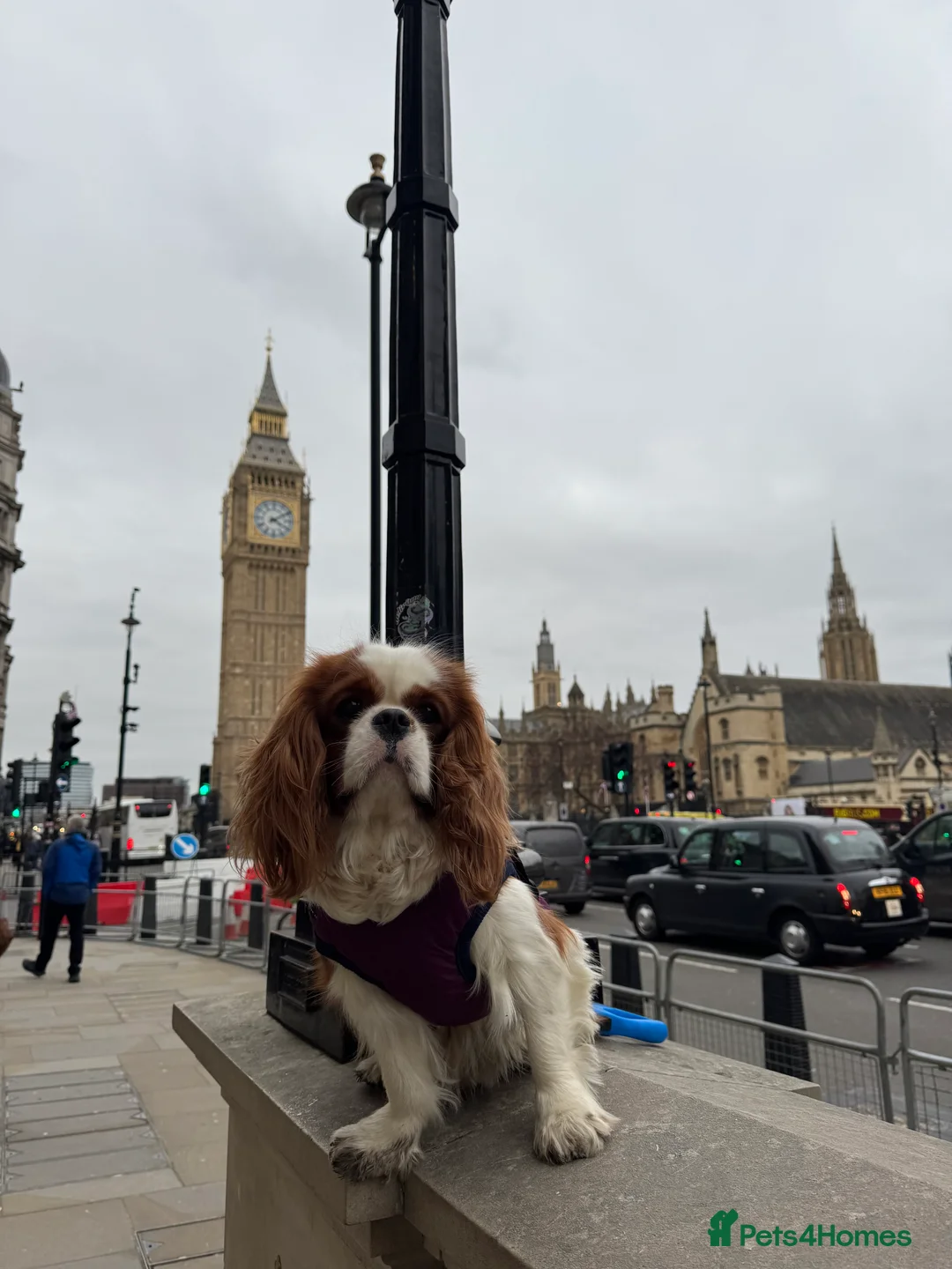 Cavalier King Charles Spaniel dogs for stud: Teddy, cavalier King Charles spaniel  in West Drayton - Advert 1
