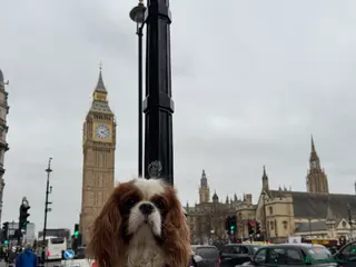 Cavalier King Charles Spaniel dogs Teddy, cavalier King Charles spaniel in West Drayton - Advert 5