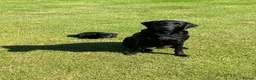 Labrador Retriever dogs for sale: Black Labrador puppies KC Reg - working background - Advert 3