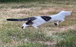 Exotic cats for sale: Gorgeous Classic Exotic Shorthair kitten. - Image 16