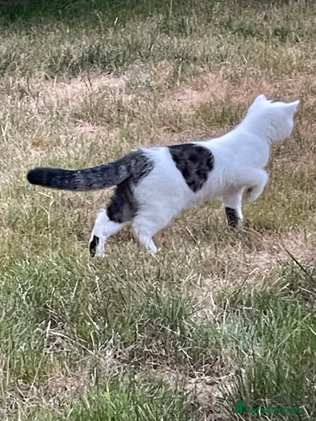 Exotic cats for sale: Gorgeous Classic Exotic Shorthair kitten. - Image 16