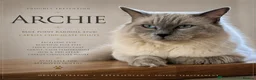 Ragdoll cats for sale: Female ragdoll kitten £750 - Advert 13