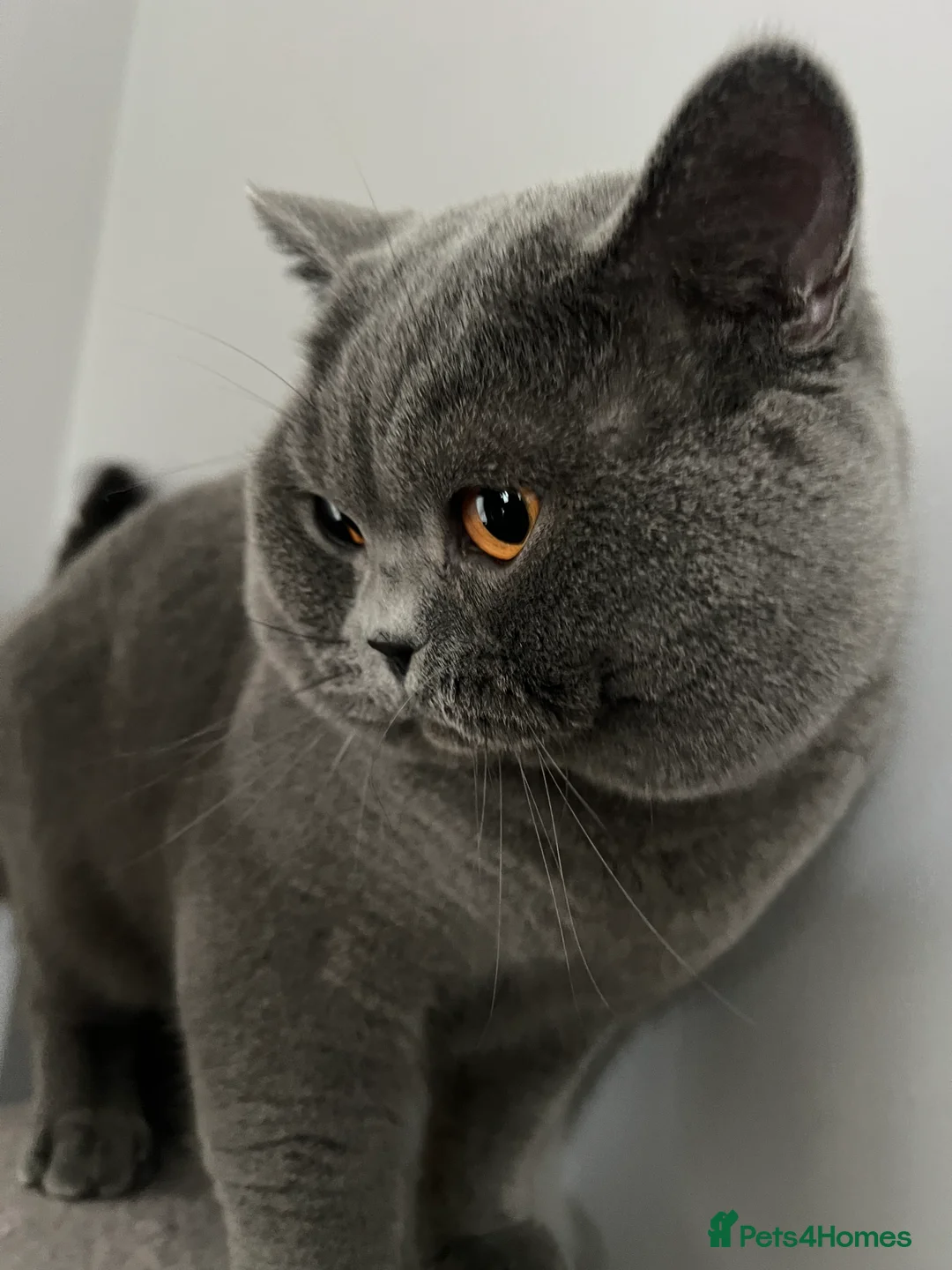 British Shorthair cats for stud: British Shorthair for Stud - Advert 2