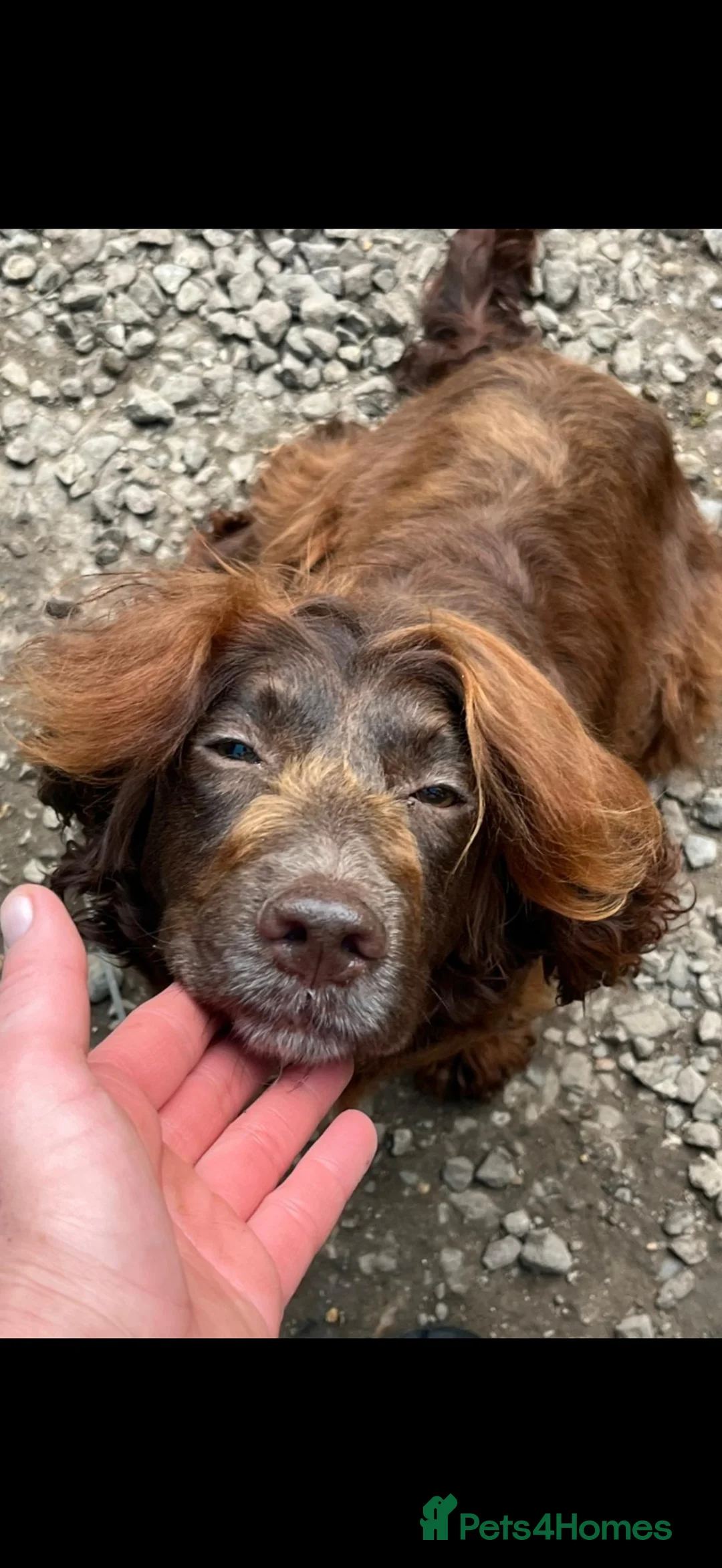 Cockapoo dogs for sale: BEAUTIFUL COCKAPOO PUPPIES READY NOW - Advert 16
