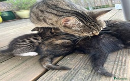 Domestic Shorthair cats for sale: The lovely 8 week kitten ready for rehome - Image 5