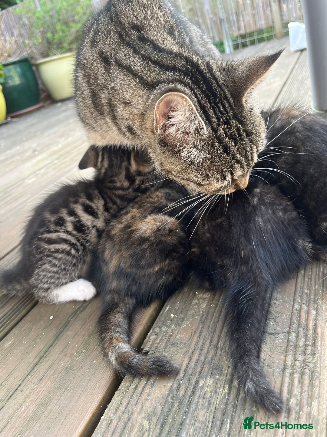 Domestic Shorthair cats for sale: The lovely 8 week kitten ready for rehome - Image 5