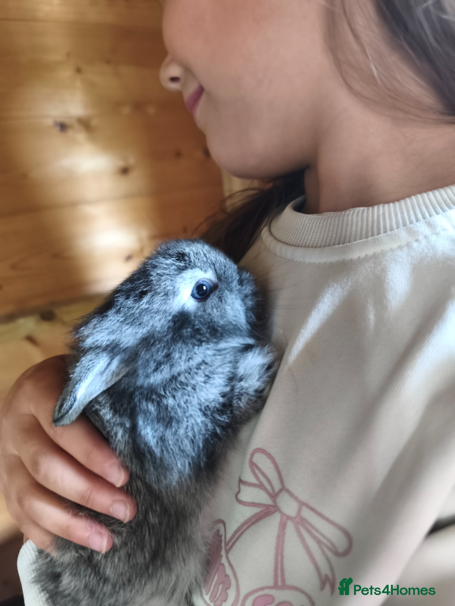 Mini Lop rabbits for sale: Rare Mini Lion Lop Babies for Sale  - Advert 14