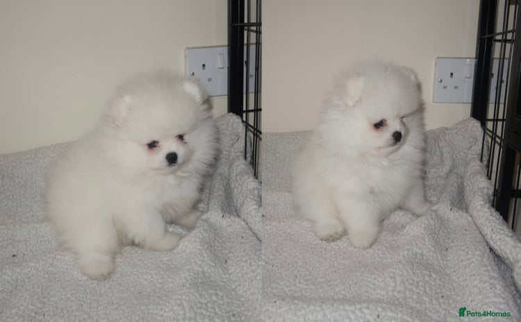 Pomeranian dogs - Advert 3