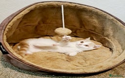British Shorthair cats for sale: British Shorthair Cream and White Harlequin Male - Image 1