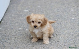 Cavapoochon dogs for sale: Beautiful Cavapoochon boy for sale - Image 6