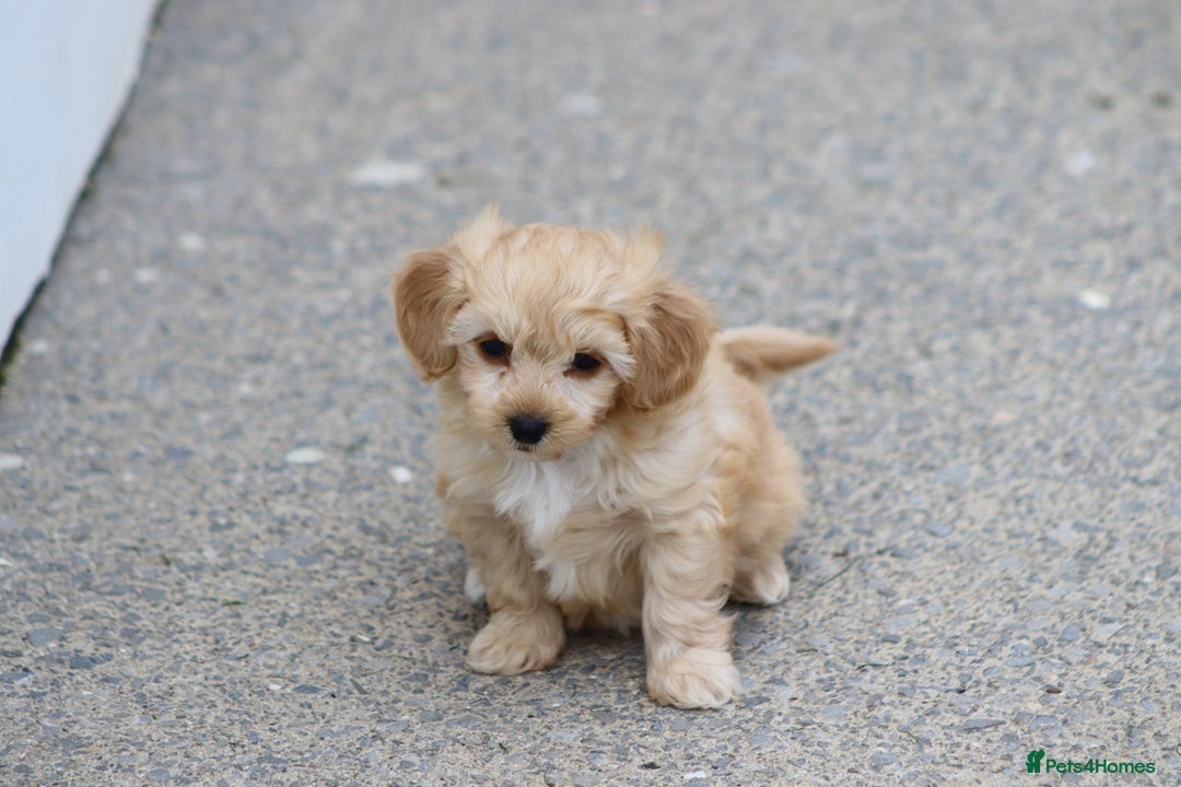 Cavapoochon dogs for sale: Beautiful Cavapoochon boy for sale - Image 6