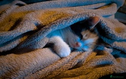 Mixed Breed cats for sale: Gorgeous fluffy kittens - Image 4
