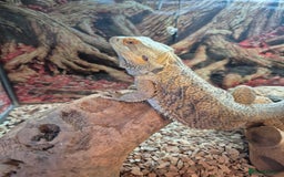 Bearded Dragon reptiles for sale: Very friendly male beardie seeks new home - Advert 3