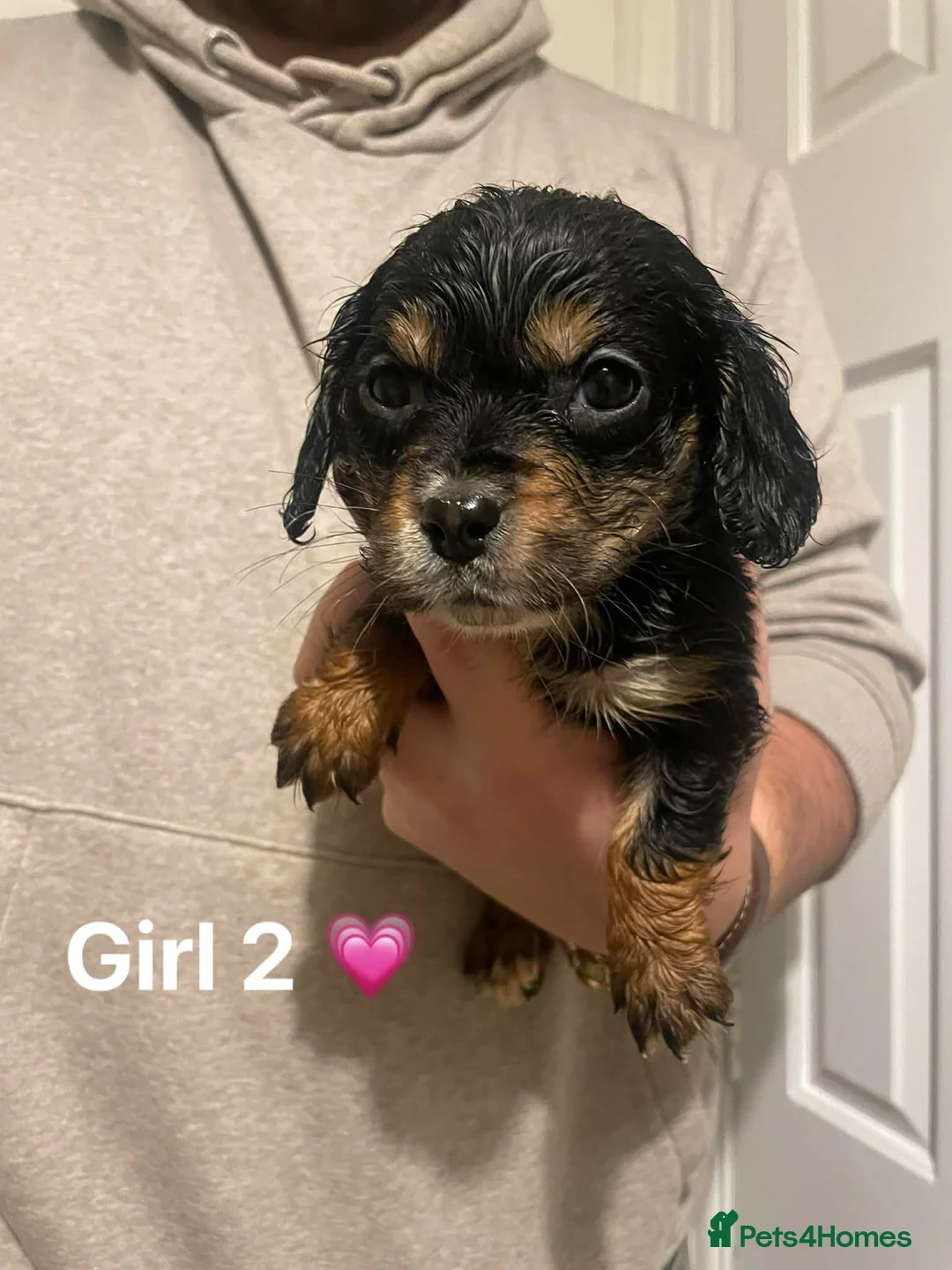 Cockapoo dogs for sale: Cockapoo Puppies (2 Boys, 2 Girls) - Advert 6