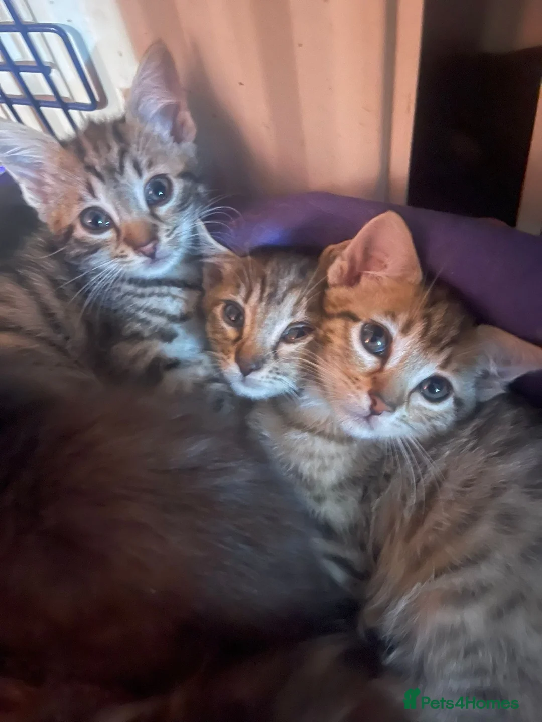 Mixed Breed cats for sale: Cretan wildcat/domestic shorthair  - Advert 1