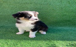 Australian Shepherd dogs for sale: Australia shepherd Kc puppies  - Image 30