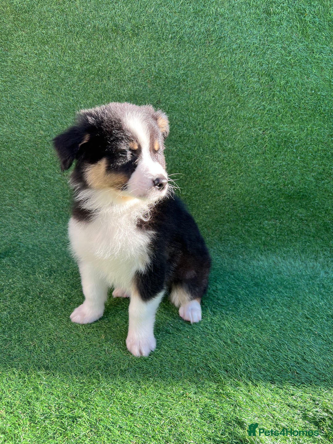 Australian Shepherd dogs for sale: Australia shepherd Kc puppies  - Image 30