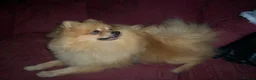 Pomeranian dogs for sale: Pomeranian puppies ready now - Advert 26