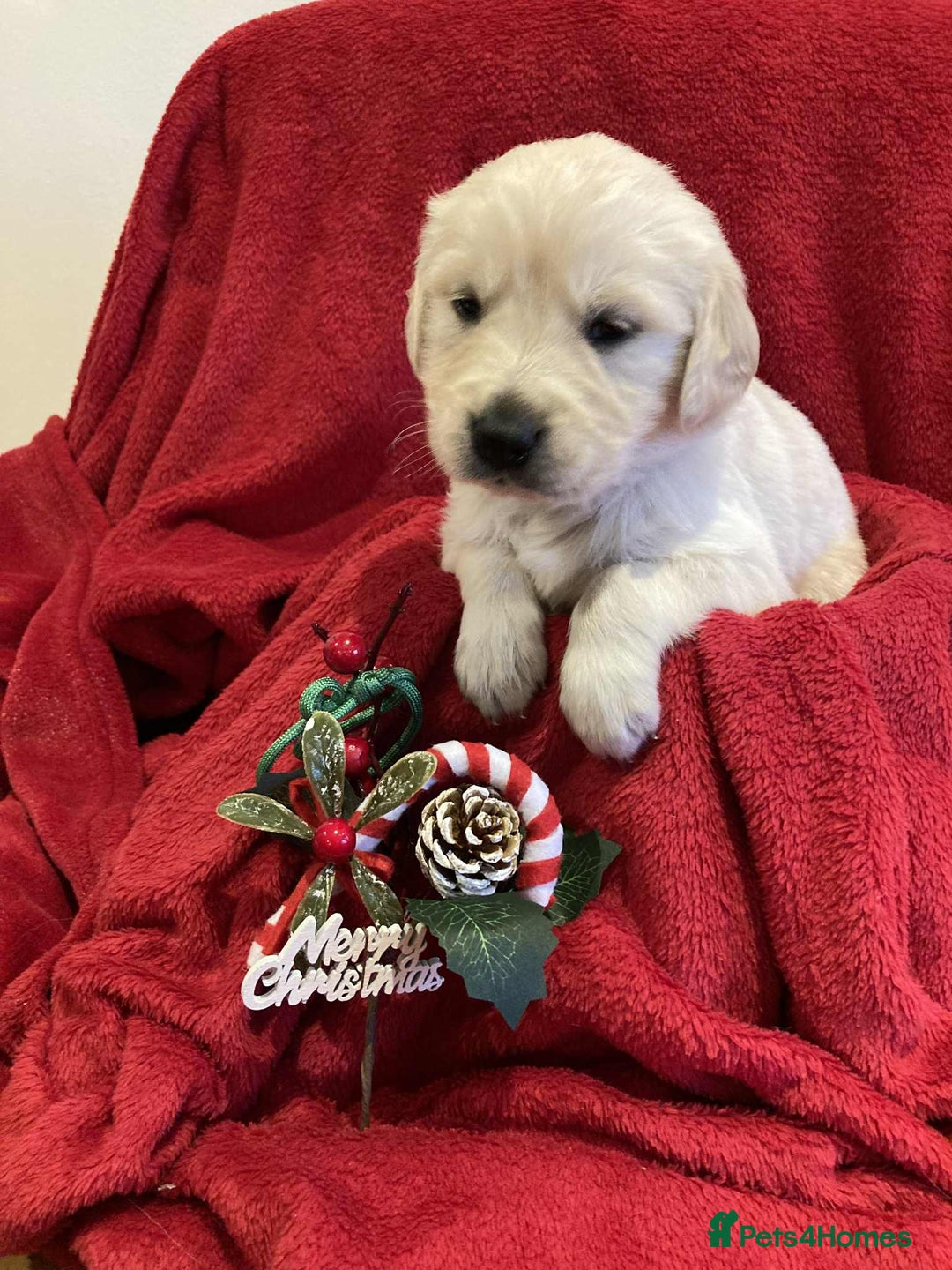 Golden Retriever dogs for sale: Golden Retriever puppies  - Advert 4