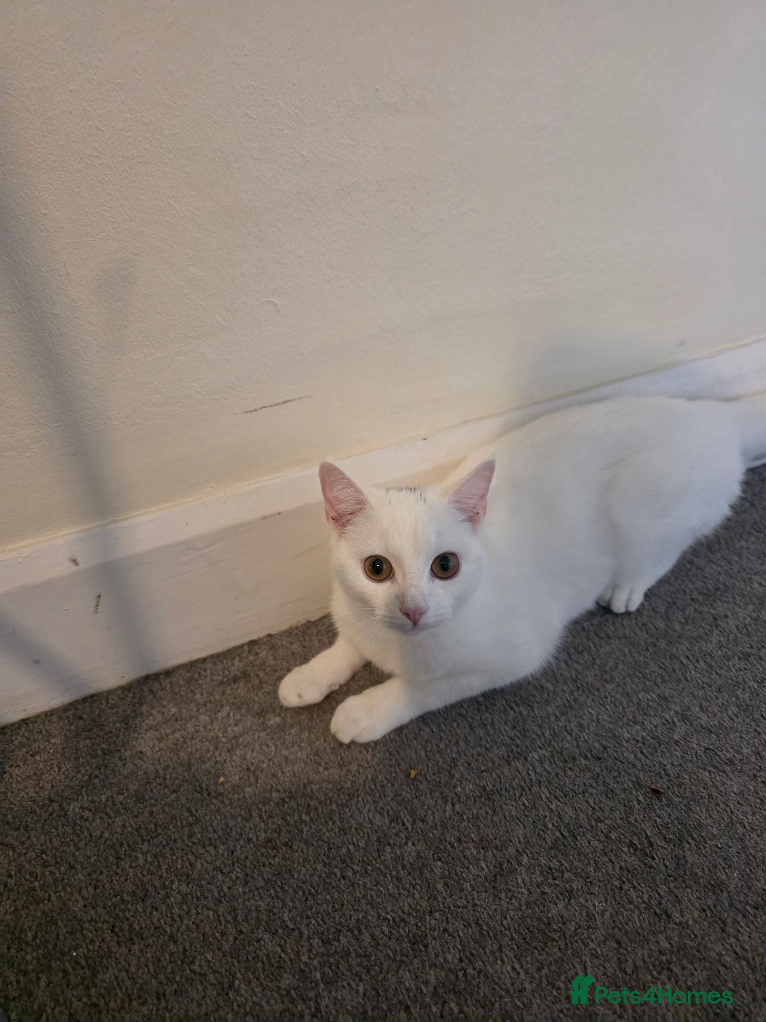 British Shorthair cats Cat for sale - Advert 1