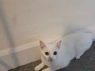 British Shorthair cats Cat for sale - Advert 1