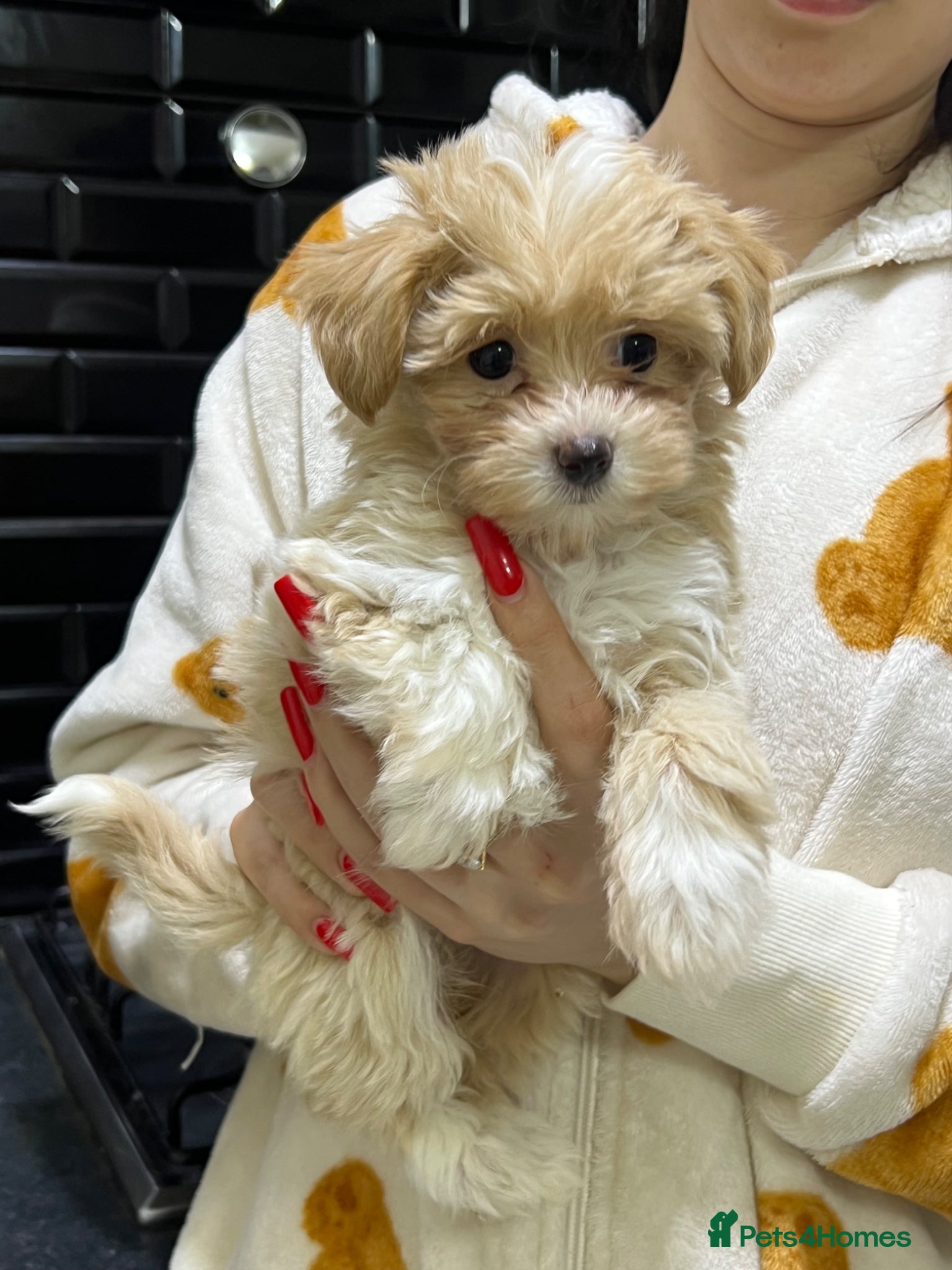 Maltipoo dogs ❤️Gorgeous F1 Maltipoo❤️ - Advert 12