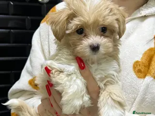 Maltipoo dogs ❤️Gorgeous F1 Maltipoo❤️ - Advert 1