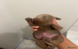 Miniature Dachshund dogs for sale: Long haired Isabella and tan miniature dachshund  - Image 25