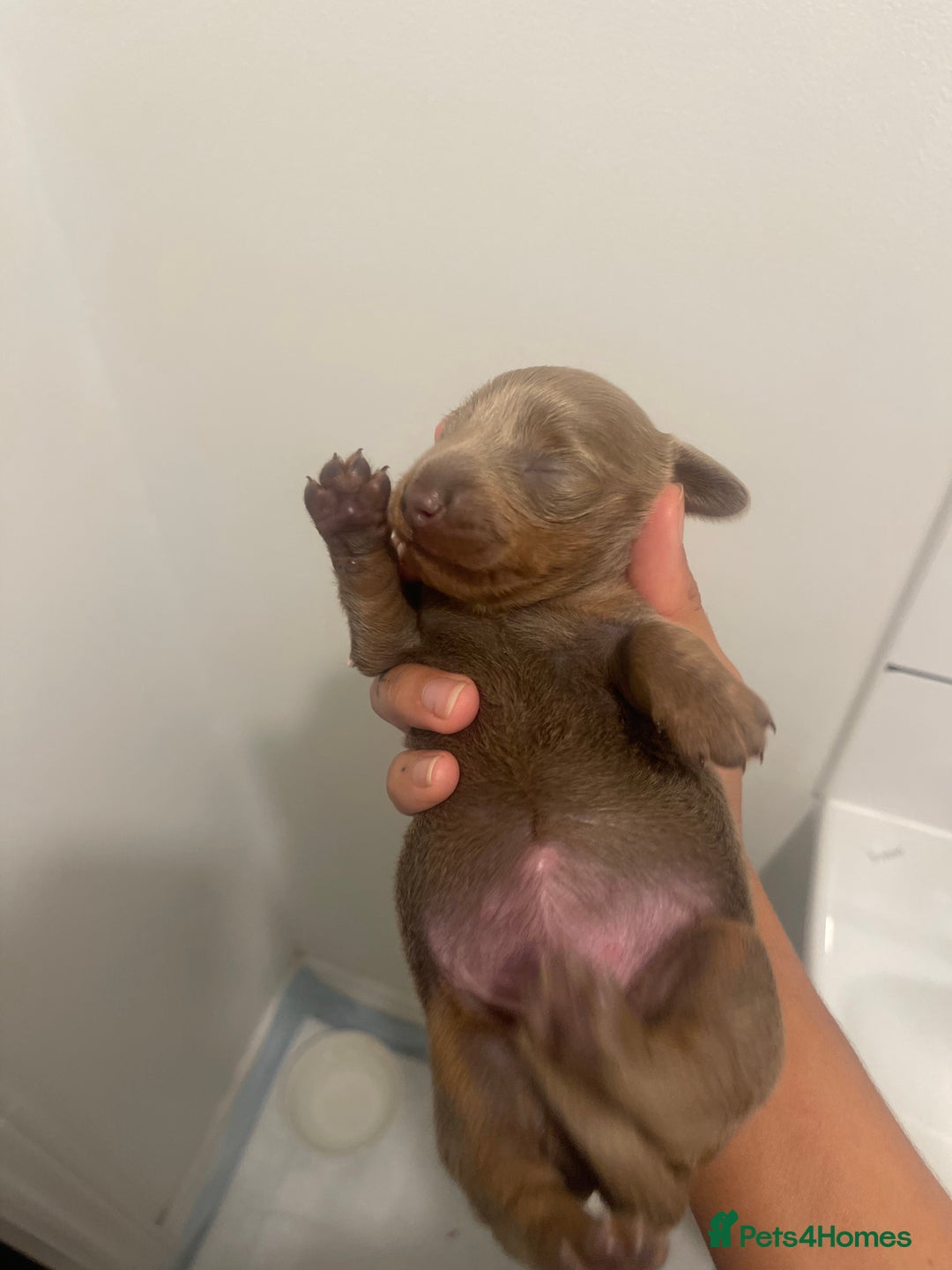 Miniature Dachshund dogs for sale: Long haired Isabella and tan miniature dachshund  - Image 25