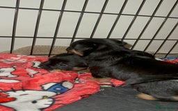 Border Terrier dogs for sale: Beautiful Border Terrier Pups - Image 14