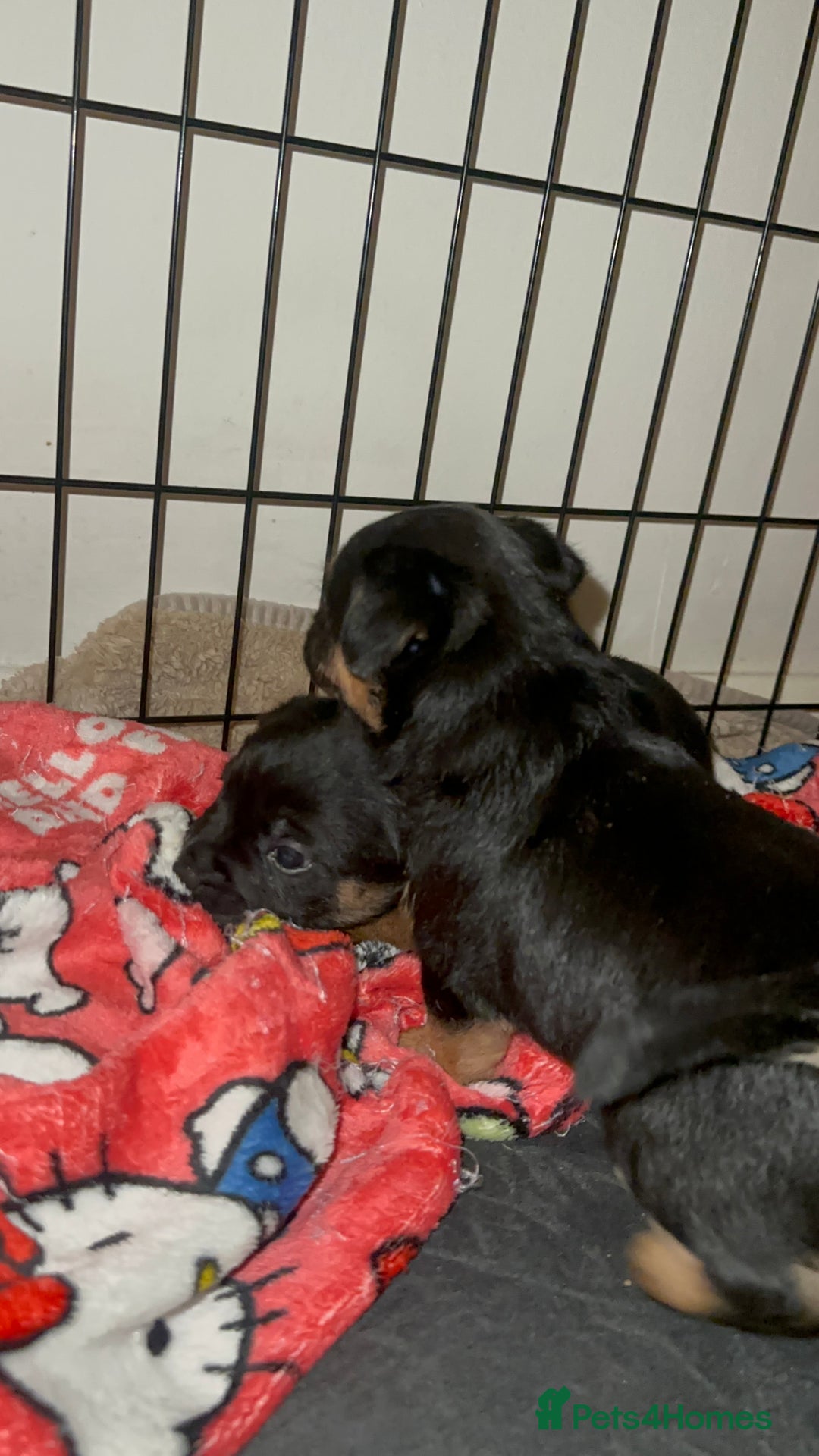 Border Terrier dogs for sale: Beautiful Border Terrier Pups - Image 14