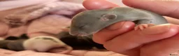 Rat rodents for sale: Beautiful siamese baby rats - Advert 12