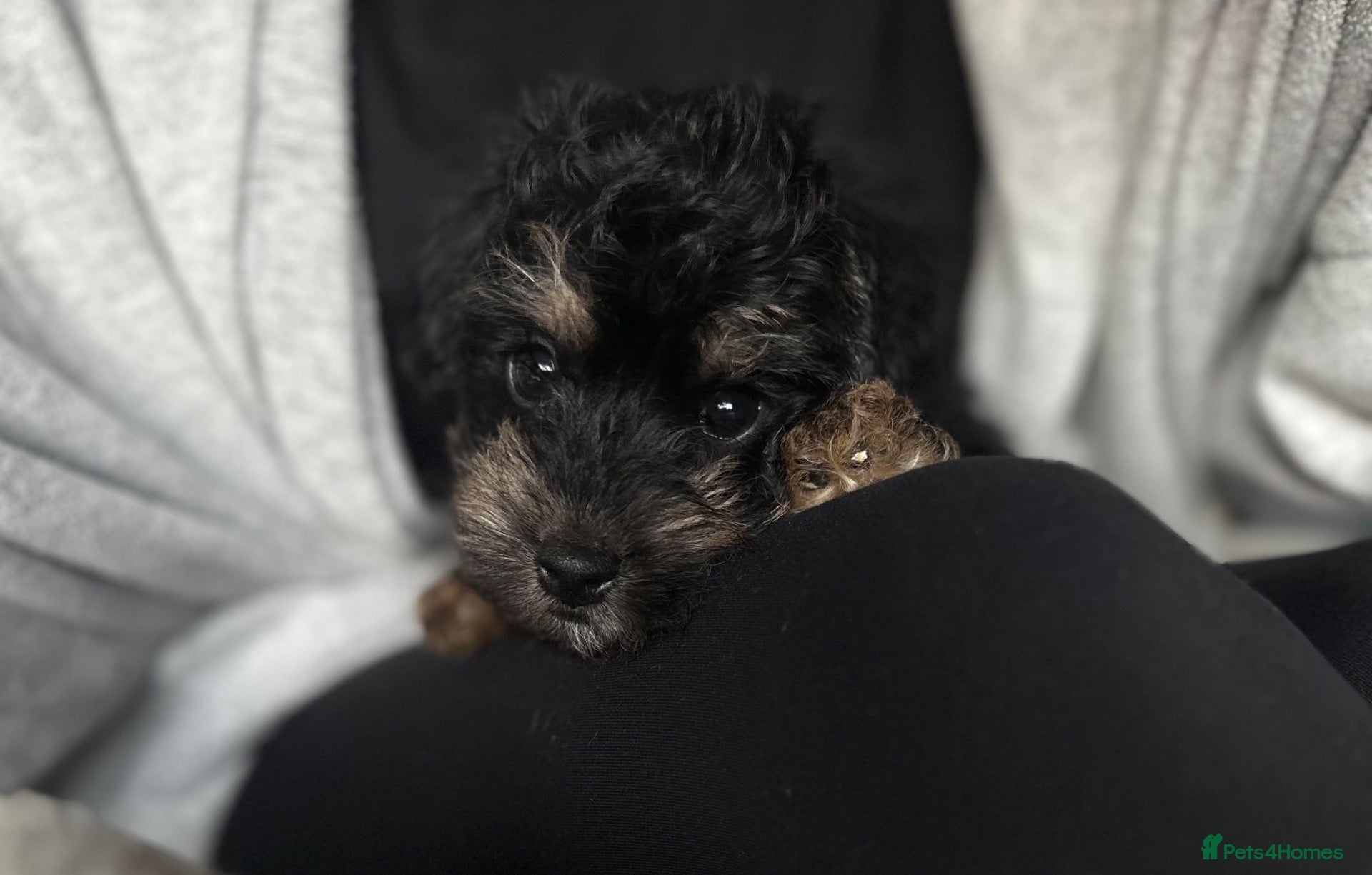 Mixed Breed dogs Ready to leave - Gorgeous F1 Jackapoo - toy poodle - Advert 2