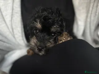 Mixed Breed dogs Ready to leave - Gorgeous F1 Jackapoo - toy poodle - Advert 2