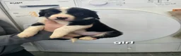 Mixed Breed dogs for sale: Cocker spaniel cross border collie - Advert 2