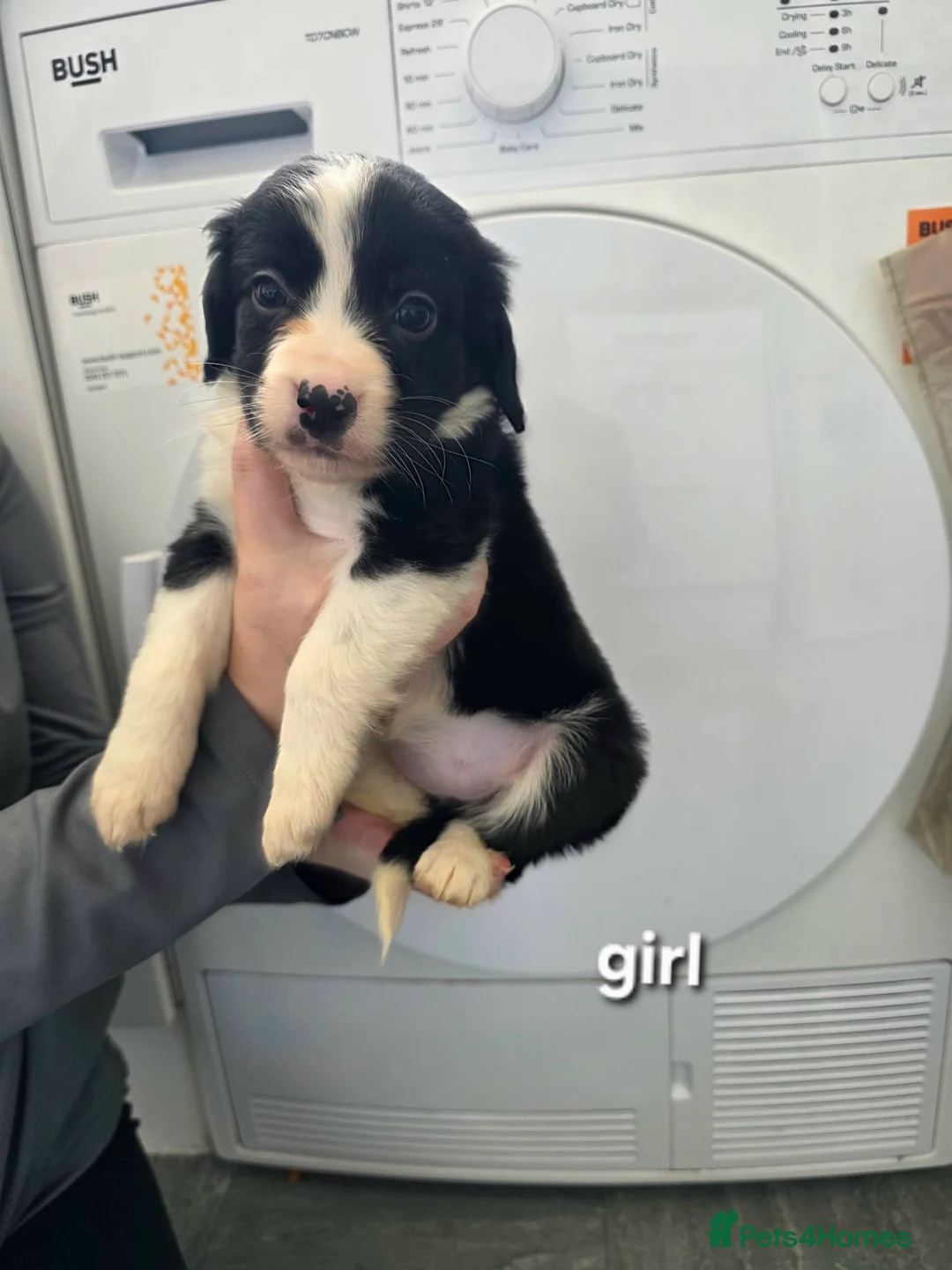Mixed Breed dogs for sale: Cocker spaniel cross border collie - Advert 2