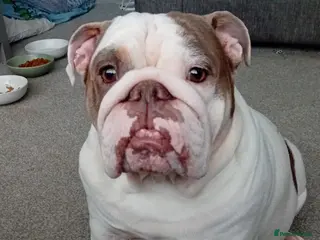 English Bulldog dogs Merle, tan, blue english bulldog litter - Advert 1