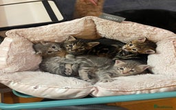 Savannah cats for sale: Beautiful Savannah cross kittens for sale - Advert 30
