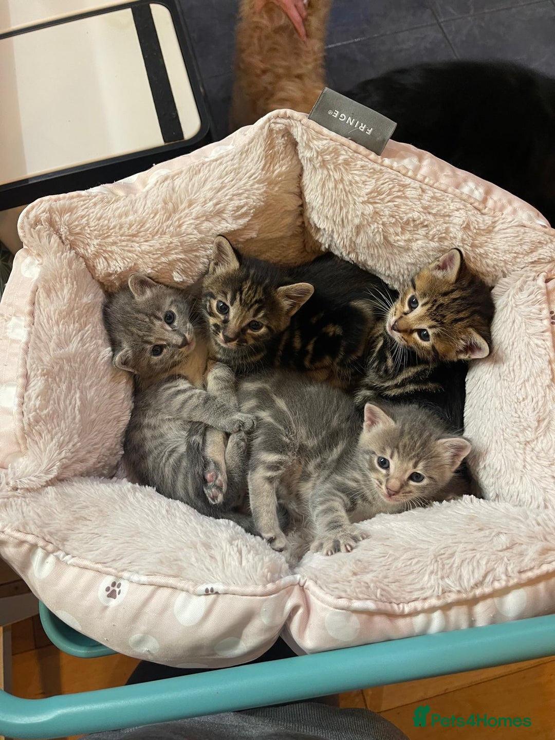 Savannah cats for sale: Beautiful Savannah cross kittens for sale - Advert 30