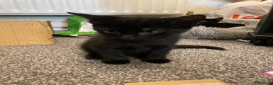 Mixed Breed Kitten 1