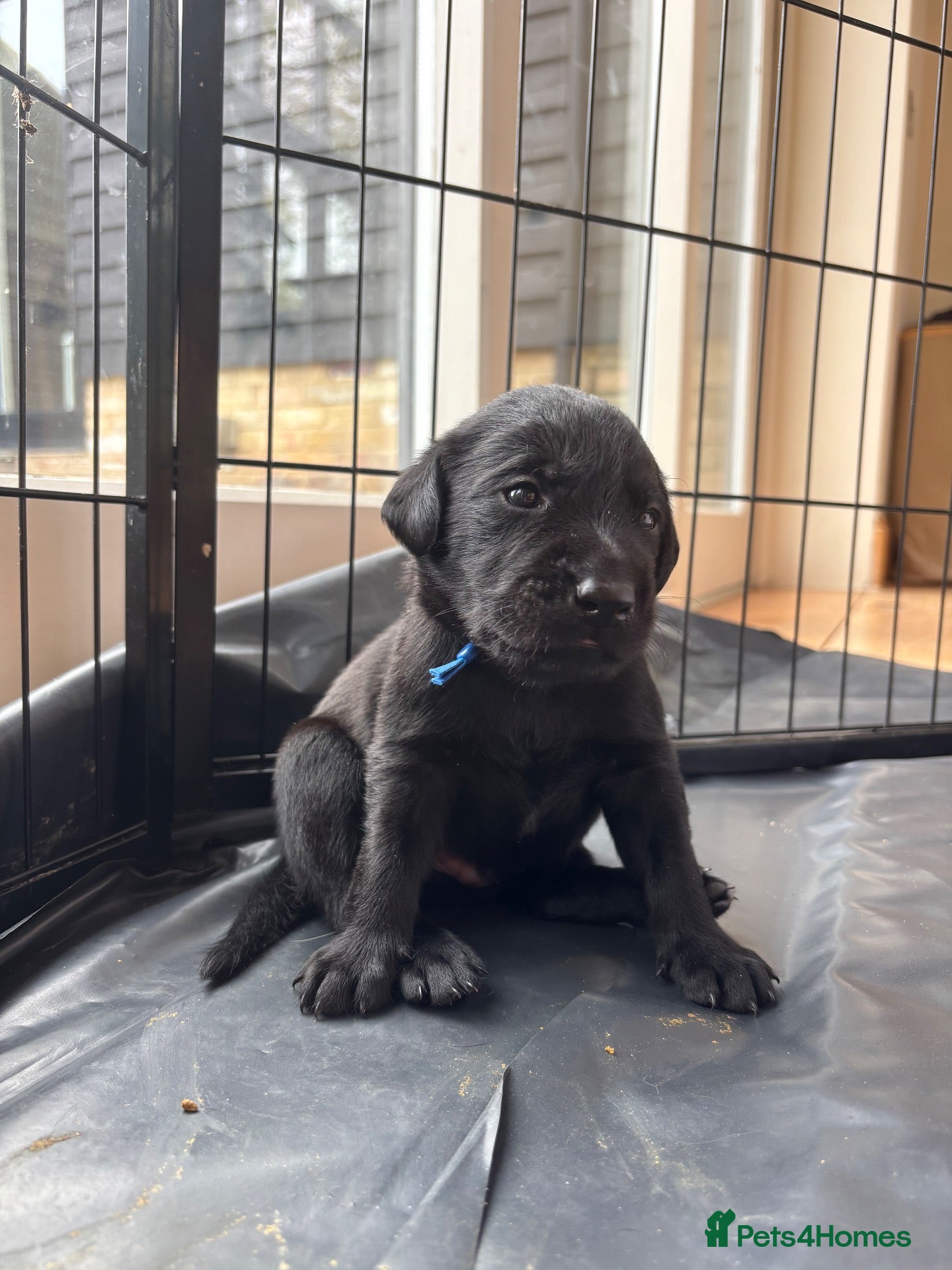 Labrador Retriever dogs for sale: Black Labrador Puppies  - Advert 14