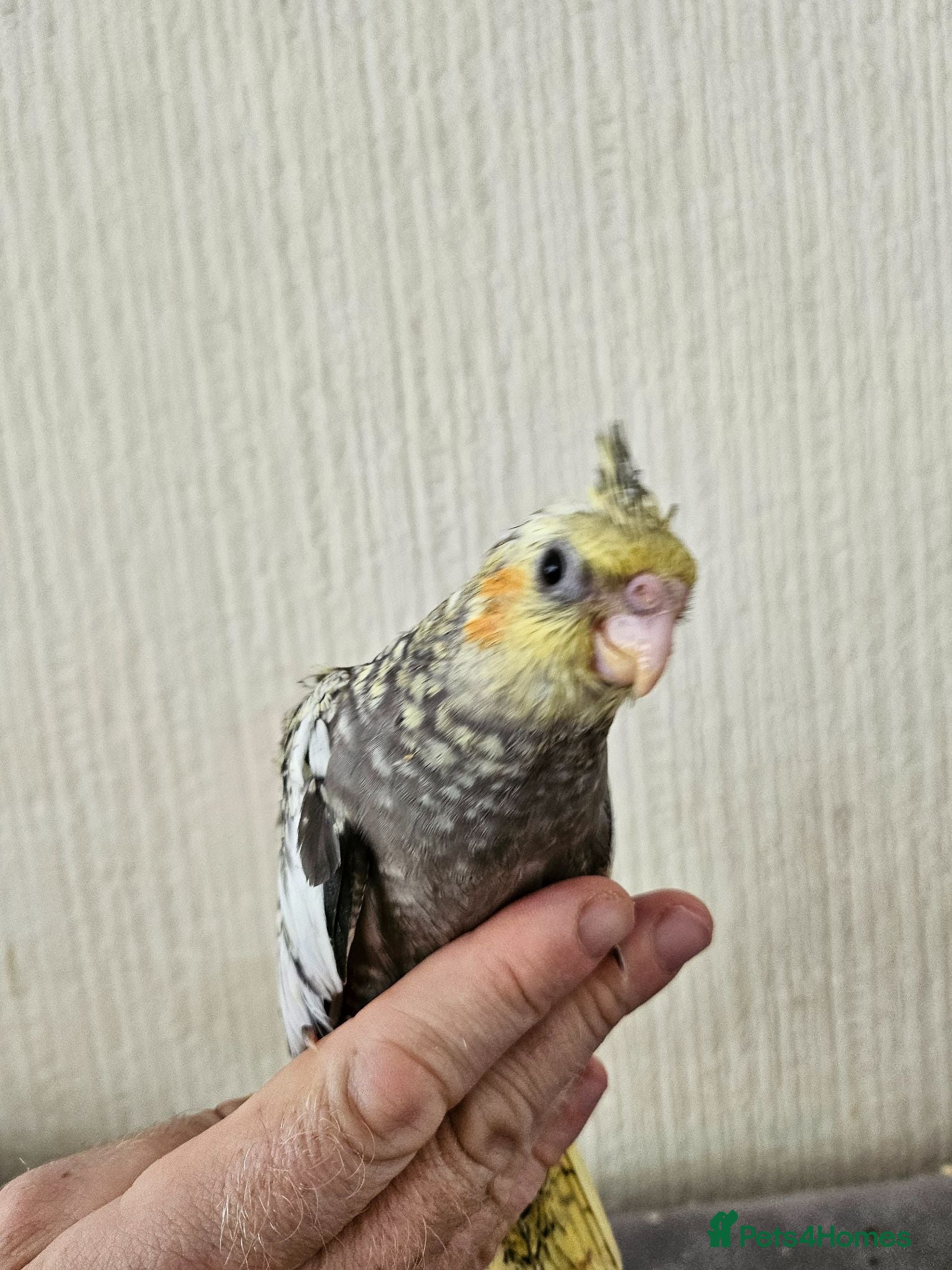 Cockatiels birds Cockatiel chicks hand tame  - Advert 1