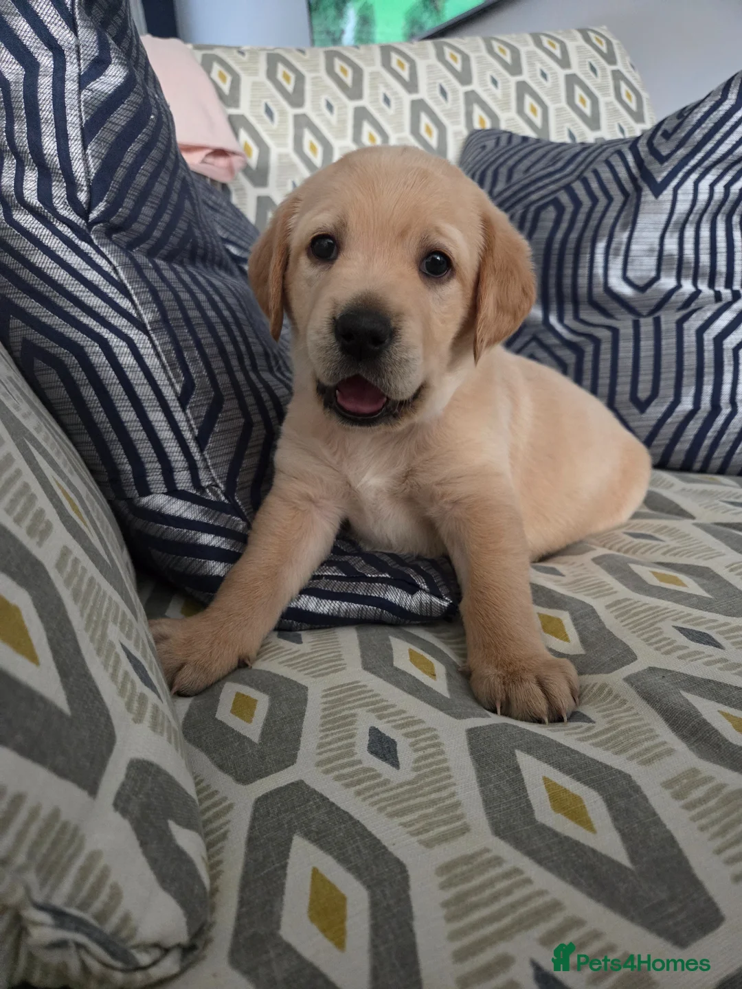 Goldador dogs for sale: Goldador Puppies – Show & Working Lines - Advert 1